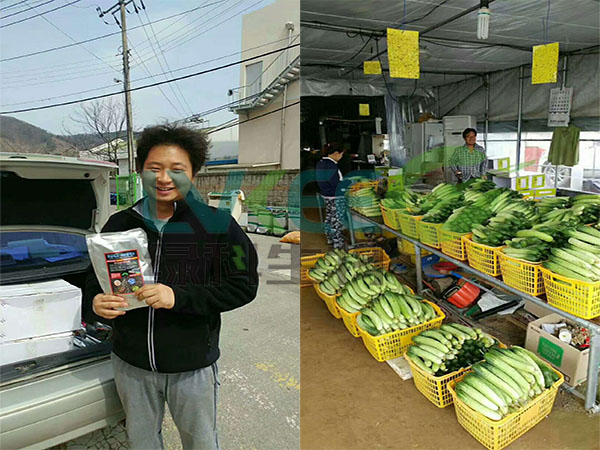 芽孢杆菌种植黄瓜