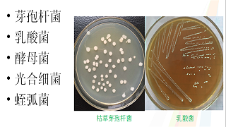 水产微生态制剂主要包括那些种类？主要作用是什么？