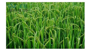 为什么枯草芽孢杆菌比其他芽孢杆菌在农业种植中更适用？