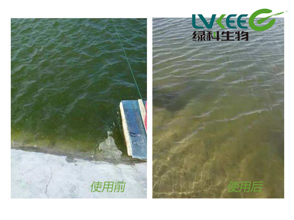 水质过浓、藻类偏多前后使用图片