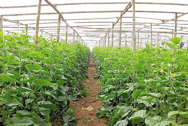 江苏绿科产品适用于大棚种植蔬菜