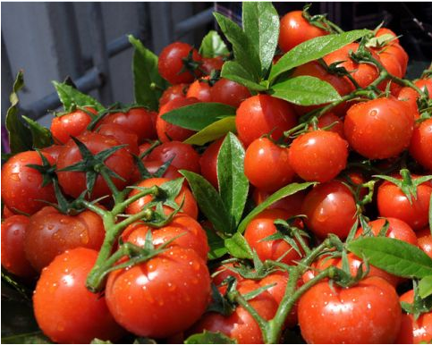 使用过江苏绿科的产品种植的新鲜西红柿