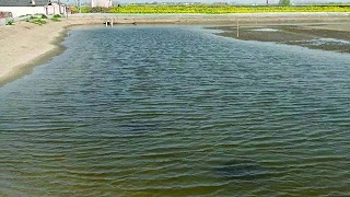 河蟹池塘养殖前期为什么要肥水？水肥不起来的原因有哪些？如何解决？