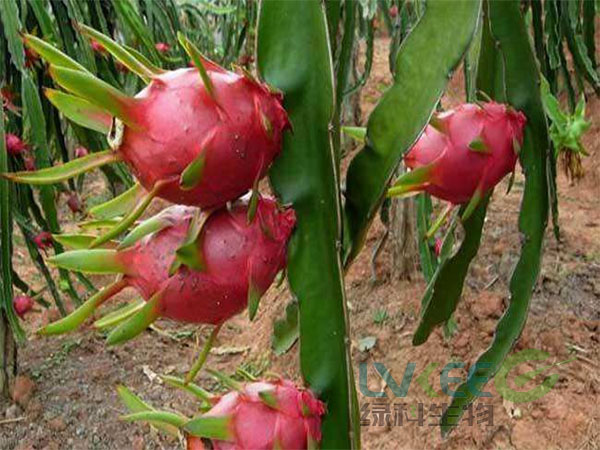 火龙果种植枯草芽孢杆菌