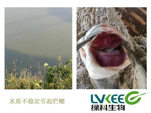 水色、烂鳃