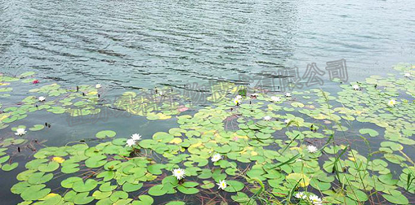 枯草芽孢杆菌生态环保