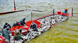 【养殖技术】冬季低温季节水产养殖防寒措施，助力水产鱼类顺利越冬！