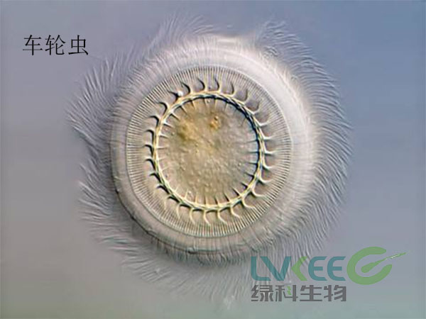 车轮虫