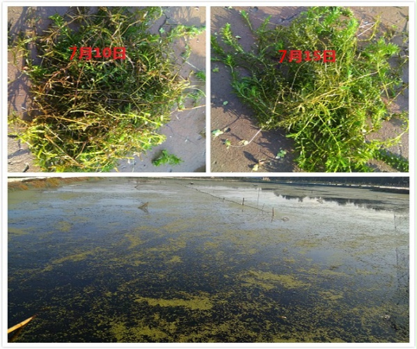 微生物种植水草