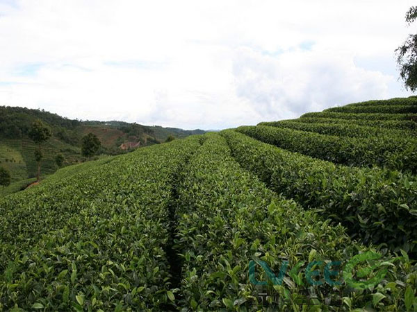 微生物菌剂种植茶树