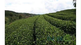 茶树种植用什么微生态菌粉最好，他用绿科生物？