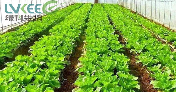 使用过添加江苏绿科生物复合益肥菌做成的有机肥料种植的蔬菜