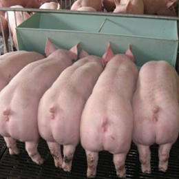 江苏绿科的生物饲料发酵剂能提高动物的消化率。大力的推荐给养殖户！