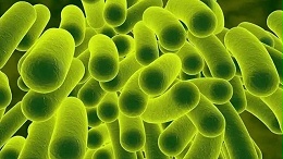 【知识干货】枯草芽孢杆菌在水产养殖过程中的应用及注意事项