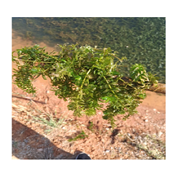 河蟹池塘绿水，水草挂脏处理方案-江苏绿科生物