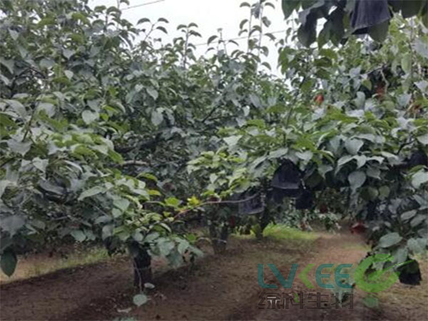 复合益肥菌梨树种植
