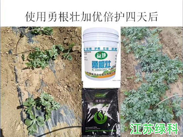 使用江苏绿科生物搭配的明星产品优倍护