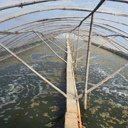 【实验案例分享】绿科抑菌芽孢在小棚虾养殖中的应用
