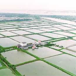 枯草芽孢杆菌在水产养殖过程中的应用及注意事项