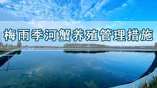 梅雨季节即将来临，河蟹养殖五大管理技术措施，请及时查收！