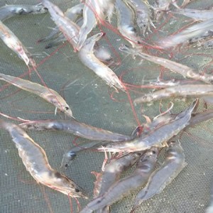 南通如东县南美白对虾100%成功养殖案例--江苏绿科生物