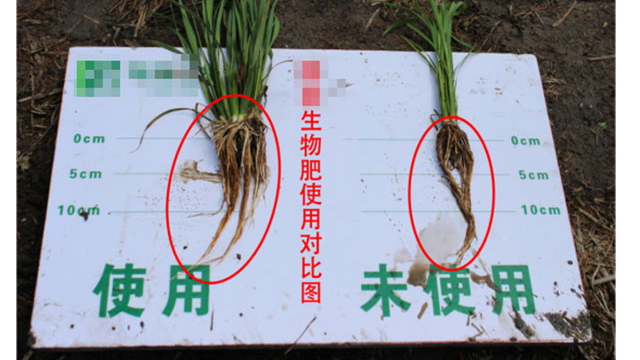 黑龙江五常大米种植基地使用江苏绿科微生物制剂后的心声！