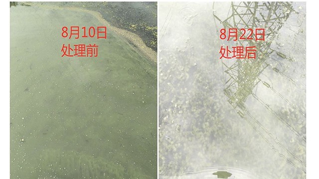 养殖后期老绿水处理，值得一看！