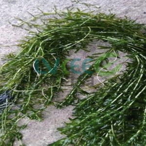 怎么让伊乐藻长白根，绿科帮你解决？
