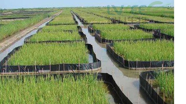 虾放苗“黄金时节”，养殖田准备及虾苗放养到底怎么做！