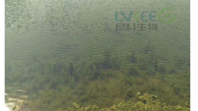 青苔如果你还是再杀，那你就大错特错！