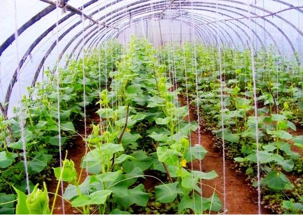 绿科菌剂使用于大棚种植蔬菜