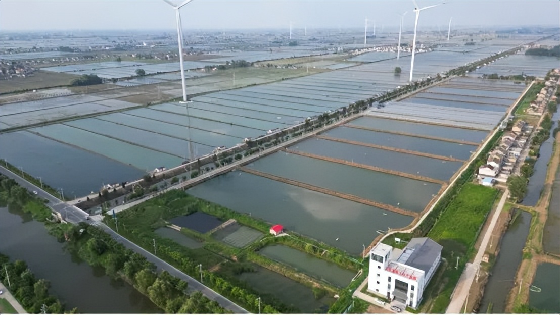 【知识科普】水产养殖中看不见的营养缺口：维生素与微量元素的决定性角色！