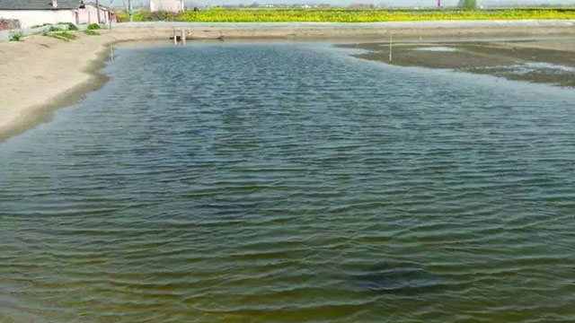 河蟹池塘养殖前期为什么要肥水？水肥不起来的原因有哪些？如何解决？