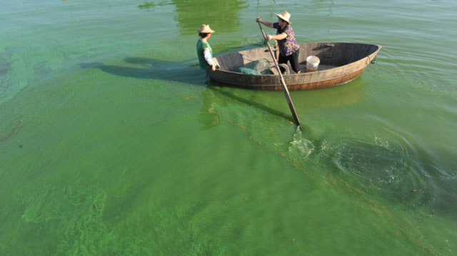 河蟹池塘为什么会爆发蓝藻，如何预防？蓝藻暴发后如何处理？