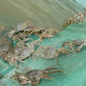 近期天气闷热，河蟹养殖风险管控措施，请及时查收！