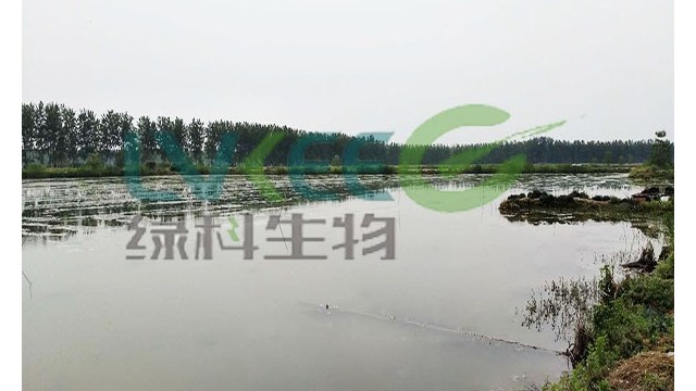 重要！秋季河蟹养殖后期的管理要点！