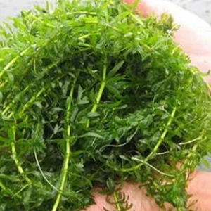伊乐藻是河蟹优良的天然饵料，技术把控你做的如何？