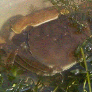 【案例分享】螃蟹蜕壳损蟹处理方案