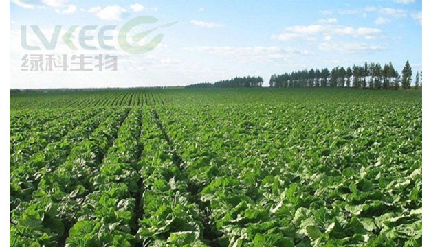 牛！绿科微生物菌肥在大白菜上应用试验报告！