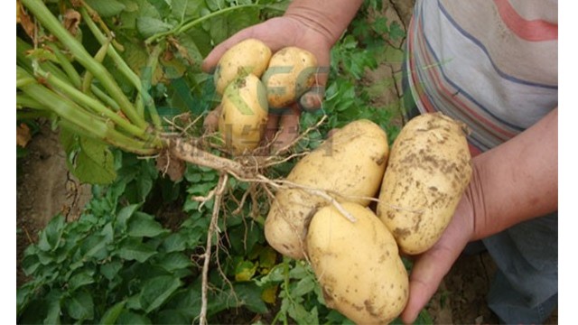 复合益肥菌种植马铃薯的好处！