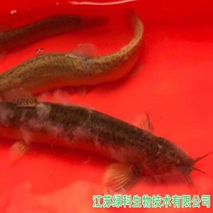 【浙江】台鳅真菌感染治疗案例