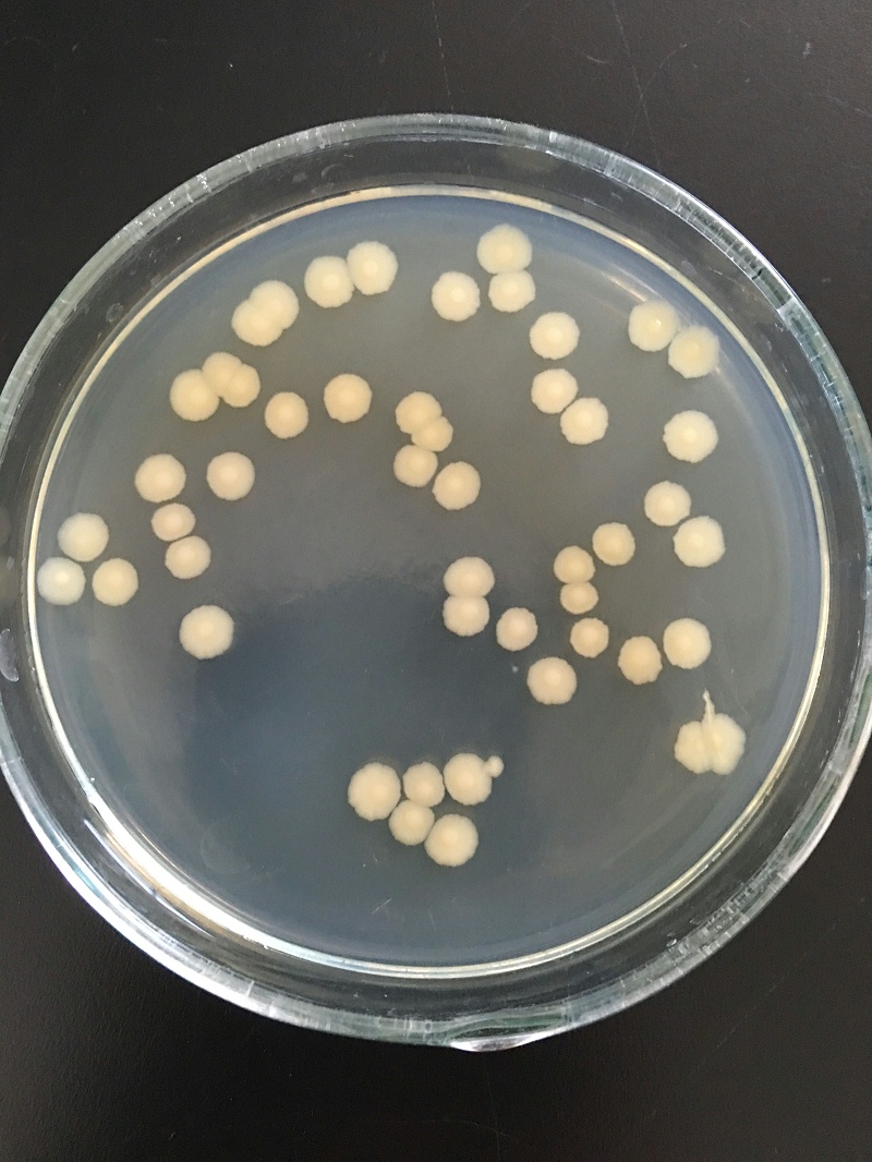 巨大芽孢杆菌1