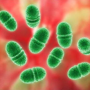粪肠球菌和屎肠球菌的属于同一种菌群，你知道吗？