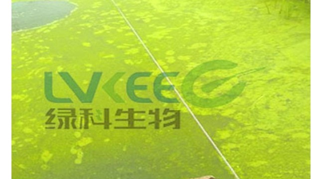 高温期河蟹养殖池塘中蓝藻的防控策略！