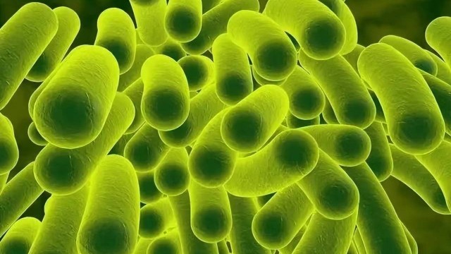 【知识干货】枯草芽孢杆菌在水产养殖过程中的应用及注意事项