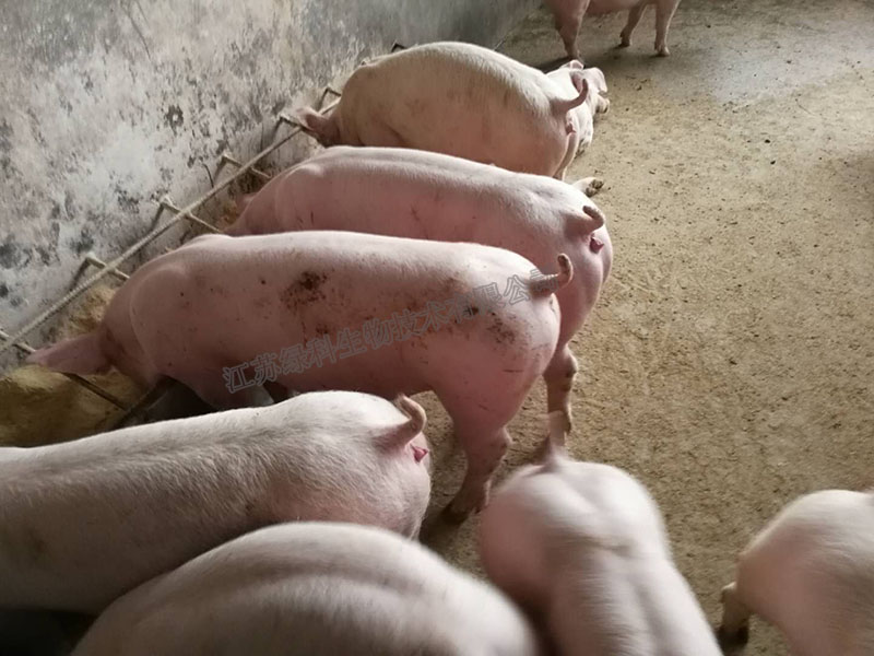 经江苏绿科生物饲料发酵剂发酵后的饲料喂养的猪