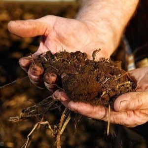 土壤中的有机质有哪些作用，你知道吗？