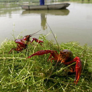 夏季小龙虾养殖的重中之重，你知道吗？