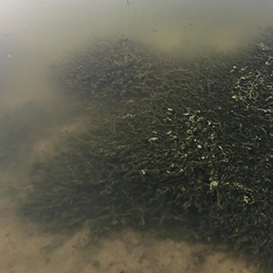 螃蟹塘出现米汤色浑浊水的分析与处理--江苏绿科生物
