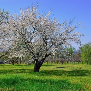 农业知识丨果树如何预防“倒春寒”的危害！